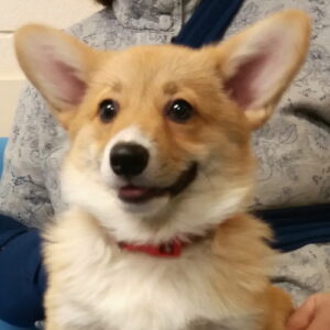 Gracie the Corgi, Macqueen Puppy Party Graduate from Devizes