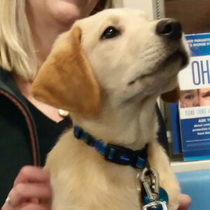 Herbie the Labrador, Macqueen Puppy Party Graduate from Bromham 