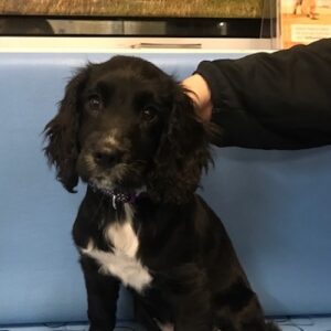 Jessie the Cocker Spaniel, Macqueen Puppy Party Graduate from Devizes