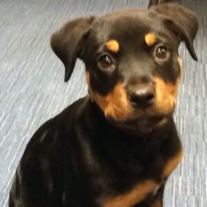 Keisha the Rottweiler, Macqueen Puppy Party Graduate from Devizes