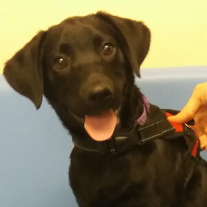 Lola the Labrador, Macqueen puppy party graduate from Devizes