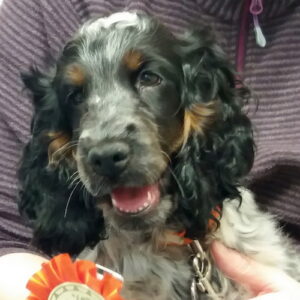 Luna the Cocker Spaniel, Macqueen Puppy Party Graduate from All Cannings