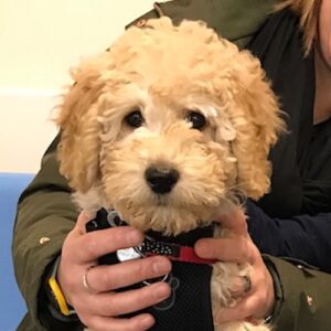 Mabel the Labradoodle, Macqueen Puppy Party Graduate from Trowbridge