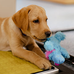 Puppy on weigh scales